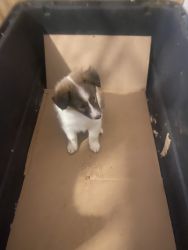 Sheltie Puppy’s for sale