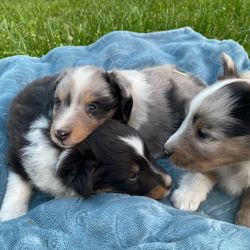 Blue Merle & Tri Sheltie Puppies