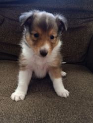 Sheltie Puppies for sale