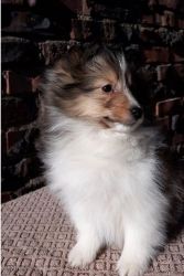 Charming male and female Sheltie puppies