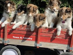 Clinch River Sheltie’s AKC Champion Bloodline DNA Genetically Tested C