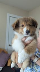 Shetland Sheepdog puppy for Sale
