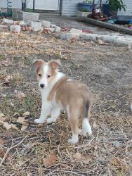 Sheltie puppies for sale