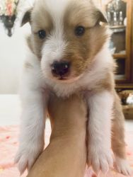 Sheltie Puppies for Sale