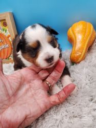 Female Sheltie Puppies Available 3 weeks old