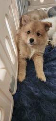 Sheltie/Japanese Spitz puppies are searching for a new can opener