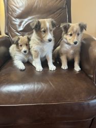 Shelty puppies