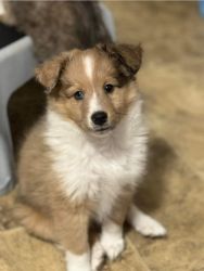 Shelties for sale