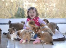 Shetland Sheepdogs puppies for adoption
