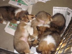 SunShine Shelties- 4 male puppies
