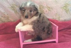june Shetland Sheepdog Puppies for Sale