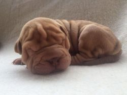 Male Shar Pei Puppy For Sale