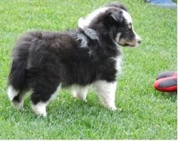 Reliable Shetland Sheepdog puppies for sale