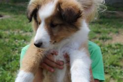 sheltie puppy for sale