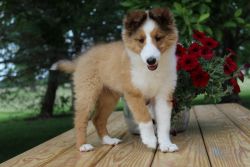Sheltie Puppy for Sale!