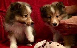 Akc Reg Shetland Sheepdog Puppies For Sale