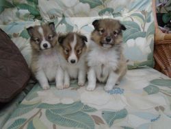 Shetland Sheepdog Puppies for Sale