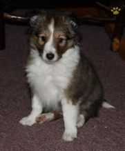 Sheltie Puppies For Adoption
