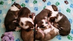 Adorable Sheltie Puppies For Sale!