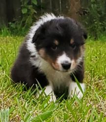 Tri color sheltie puppies and sable &white sheltie puppies