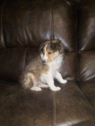 Shetland sheepdogs Ready for our forever homes