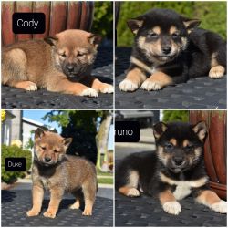 AKC Shiba Inu puppies for sale