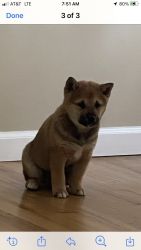 Shiba Inu 9 week puppy for sale