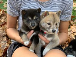 Adorable Male And Female SHIBA INU Puppies