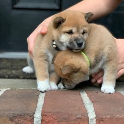 Shiba Inu Puppies for Adoption