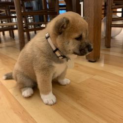 Charming Shiba Inu Puppies for Re-Homing