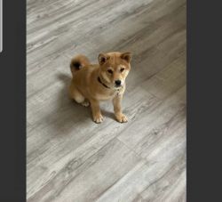 Male shiba inu pup for re homing