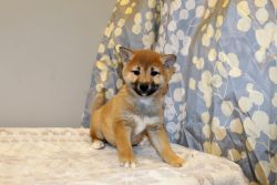 Shiba Inu Puppies for adoption!