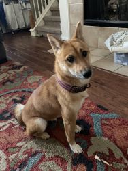 Adorable Shiba Inu looking for Forever Family