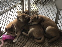 Shiba Inus Puppies ORLANDO,FL