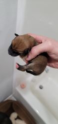 Newborn purebred shiba inu puppies