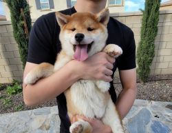 Shiba inu for sell
