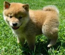 well trained shiba inu puppies for sale