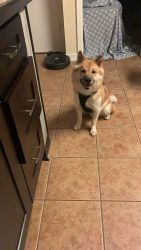Looking for a new home for my Shiba