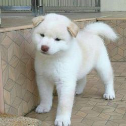 Shiba Inu puppies pedigree Champion Bloodline