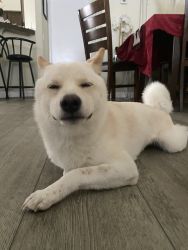 Shiba Inu Dog (Male)