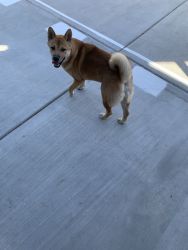 Shiba inu looking for a place