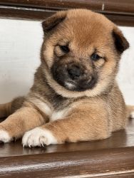 Shiba Inu Pup for Sale!