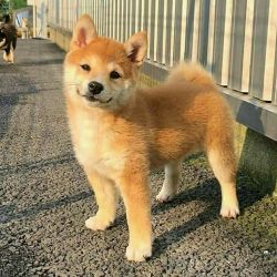 Lovely Shiba Inu Puppies Available For sale