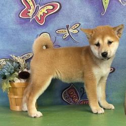 Energetic Shiba Inu Puppies for Sale