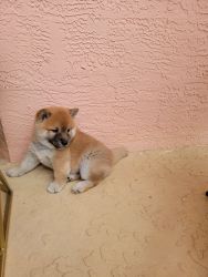 Shiba inu pure breed, puppies.Healthy and very playfull