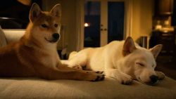 Bonded pair of affectionate mini shiba brothers