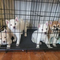 4 Shiba Inu Puppies