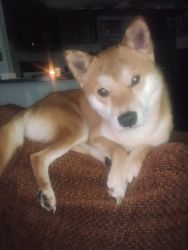 1-year-old purebred male Shiba Inu for sale to a good home
