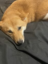 2 1/2 year old Shiba Inu female, is not fixed beautiful great tempermt