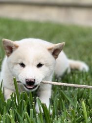 Shiba inu puppies for sale!
